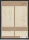 Coscinodiscus nobilis Grun. (de-Toni-Nr.: Genus 202, Species 5028) Zeichnungen Sammlung Grunow Nr. 8747 (NHMW-BOT-W0378334)